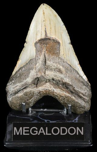 Bargain, Megalodon Tooth - North Carolina #49500